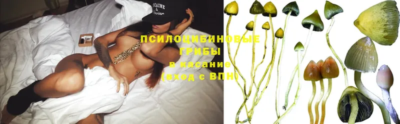 Галлюциногенные грибы Magic Shrooms  Амурск 